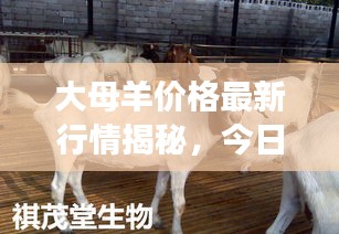 大母羊价格最新行情揭秘,今日市场走势分析